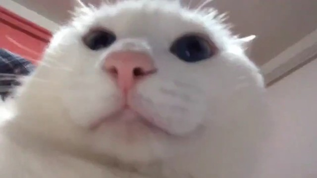 你就说我帅吗？