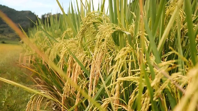 老人家粮食颗粒归仓