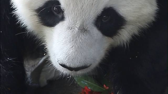 星愿弟弟第一次品尝香甜的柿子，吃得陶醉吃得满意