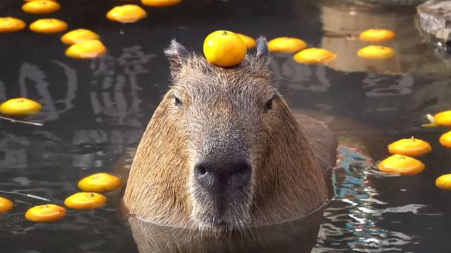 卡皮巴啦啦啦啦啦