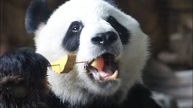 论姐弟俩吃串串的区别。星语好吃到不放过签子，星愿好吃到放过胡萝卜。