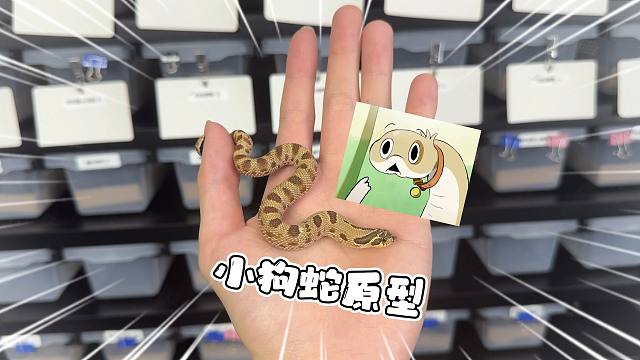 最近爆火的小狗蛇点点原型现实中居然也如此的可爱！