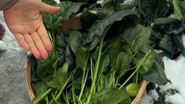 十一月份啥菜不种，也要种点这个雪里埋菠菜