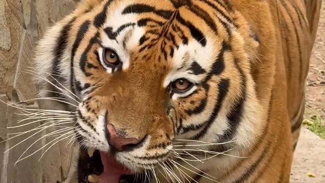 大老虎被骗进新笼舍，气出飞机耳！