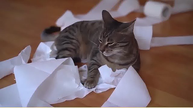 猫咪求关注的10个萌态 