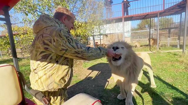 白狮子被肉肉硬控，忘记了要保持警觉！