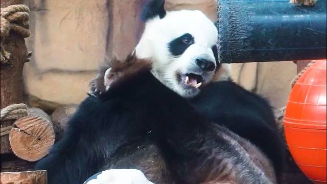 星愿：一首护花使者，送给大家