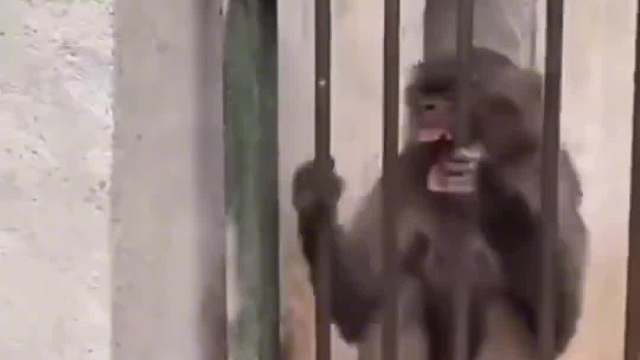 一年没见的狗子，看来是长本事了。