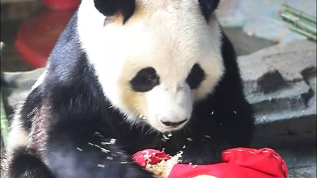 星愿拆家，奶爸（含泪）：“宝宝嘴劲真大，手劲真足...”