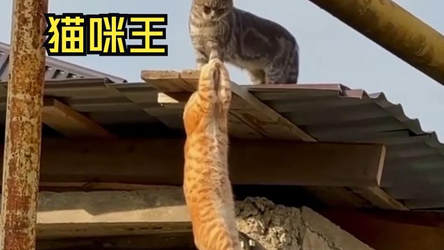 那些让人惊叹的动物视频！