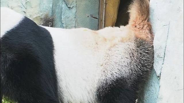 弟弟熊的屁屁，好忙呀~