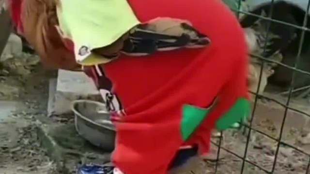 人靠衣裳马靠鞍，动物穿衣不一般。