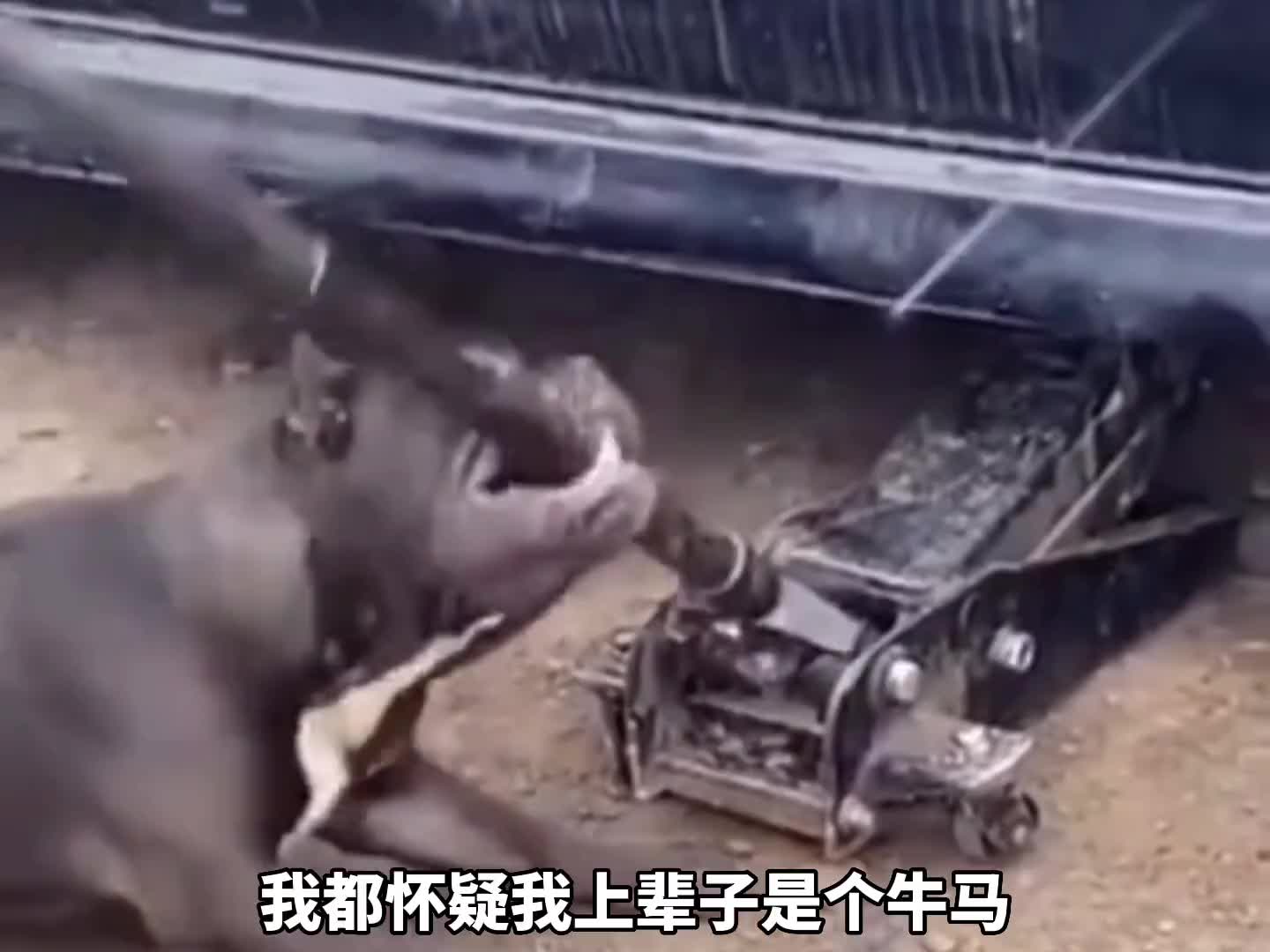 会干活的毛孩子，智商一般都不会差。