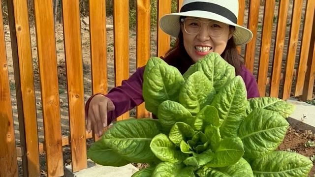 脆嫩好吃的沙拉菜，现在正适合种