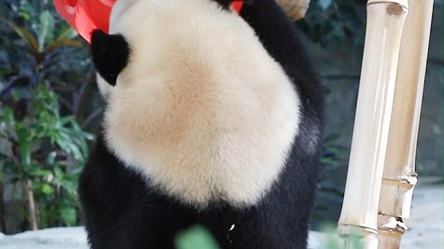 语大王：这次的新玩具看来是个硬骨头