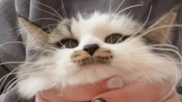 快终止这场闹剧！