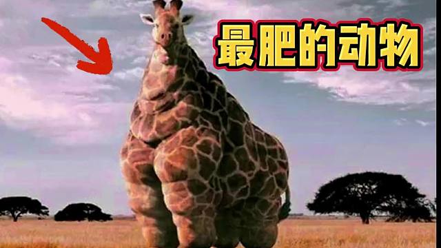 翻不了身！10个最肥的动物