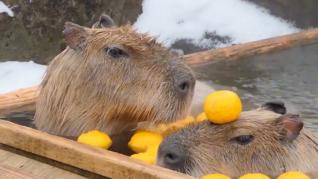 活着还好，死了也行，但你要记住我的名！ #卡皮巴拉 #搞笑 #神奇动物在抖音 #动物世界