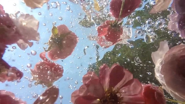 祝愿人们像自由小鱼，避开纷扰喧哗