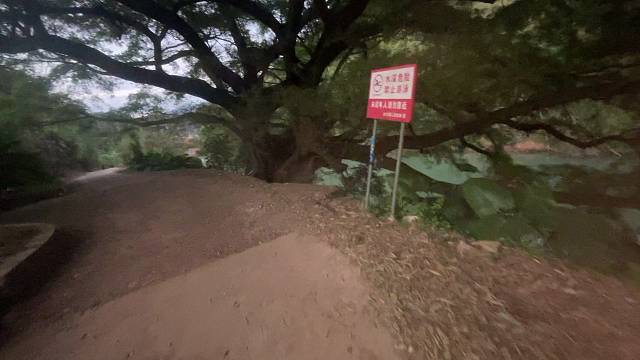 两百年古树庇佑