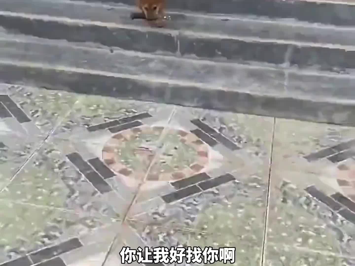 像不像你赖床时，你媳妇儿的样子。