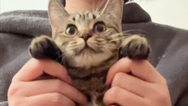 小猫看我不就是想被我亲的吗！