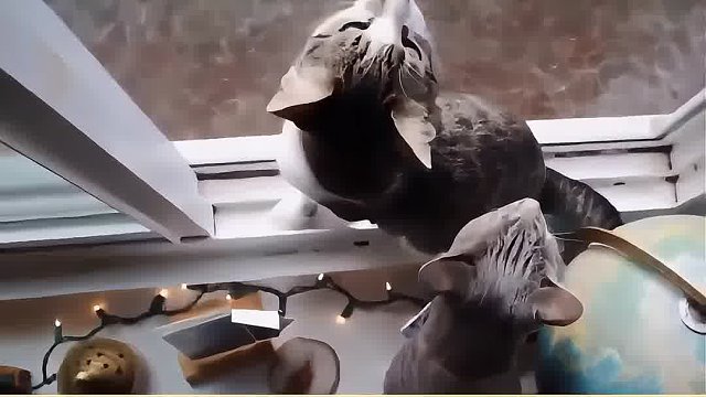 猫咪求陪伴的10个超萌信号 