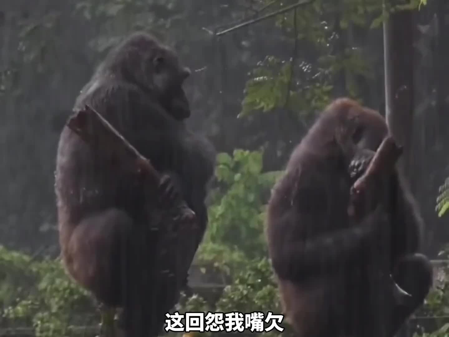 别说媳妇儿胖，除非不想好了。