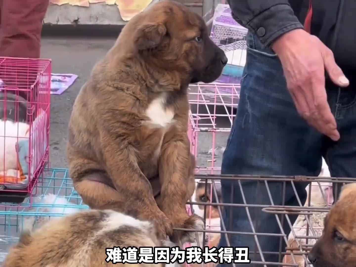 动感小狗，越扭越有。 搞笑配音