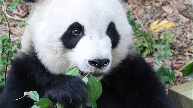 大馋丫头登场！语大王出征，寸草不生！