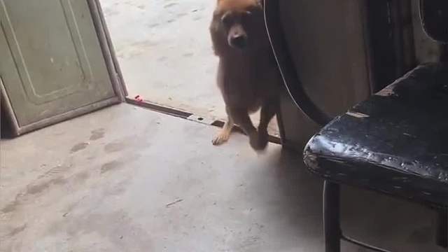 努力健身的狗子，身材都不会太差。