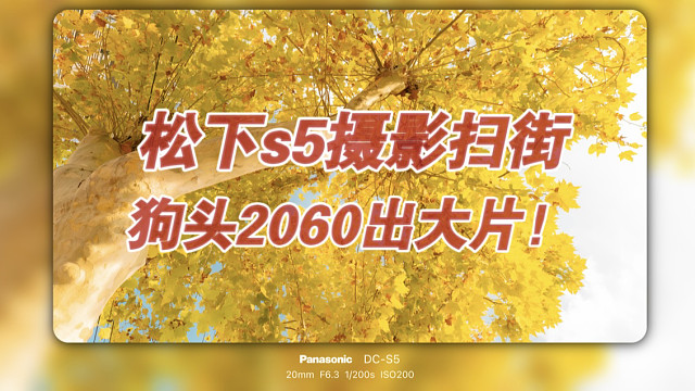 松下s5摄影扫街｜狗头2060在秋天出大片！