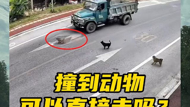 开车在路上撞到了动物，如果直接走了算逃逸吗？#汽车知识