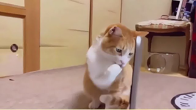 猫咪想和你玩？10个信号不容错过 