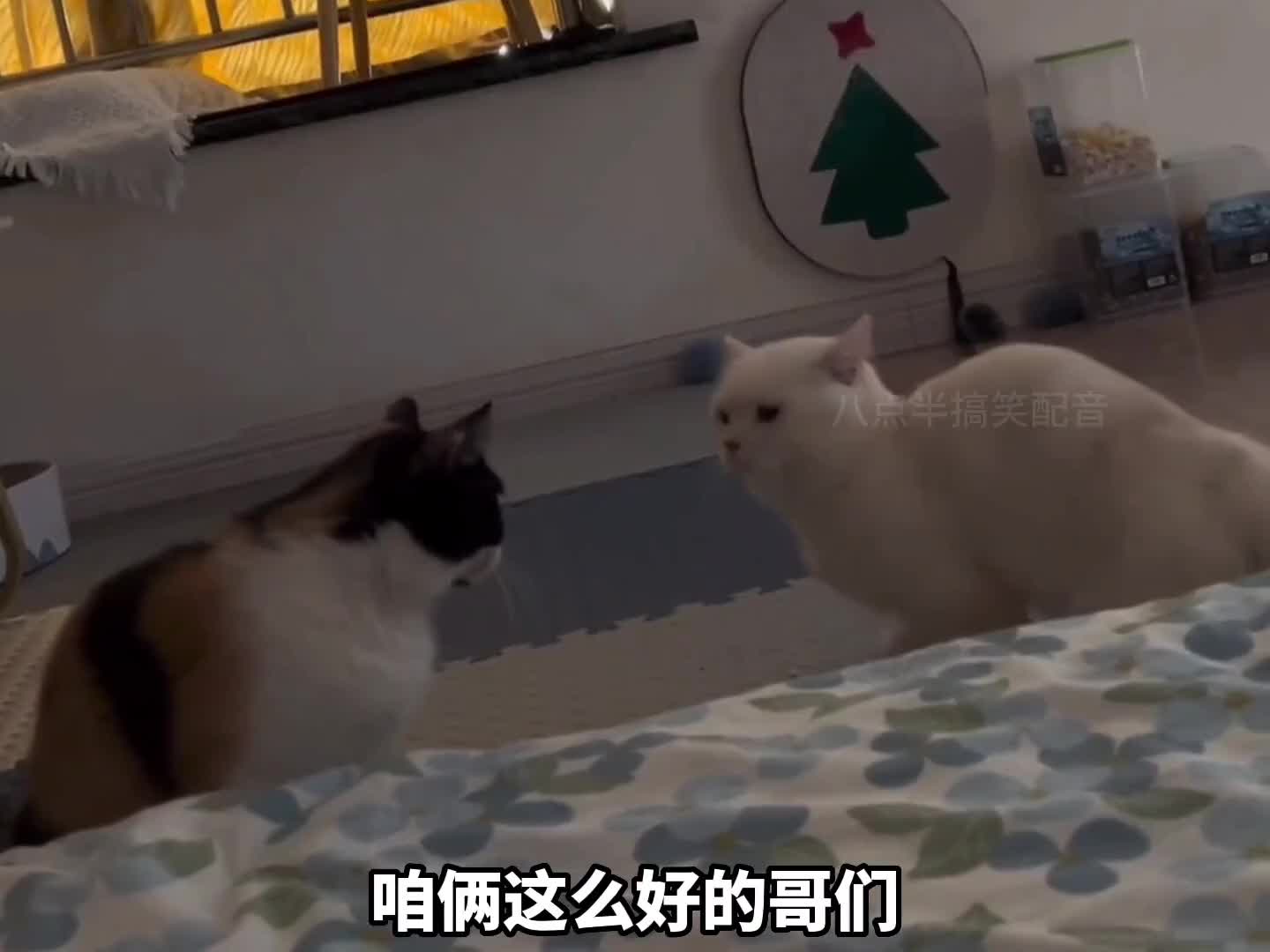 喵：我不喜欢讲道理，就喜欢动手。