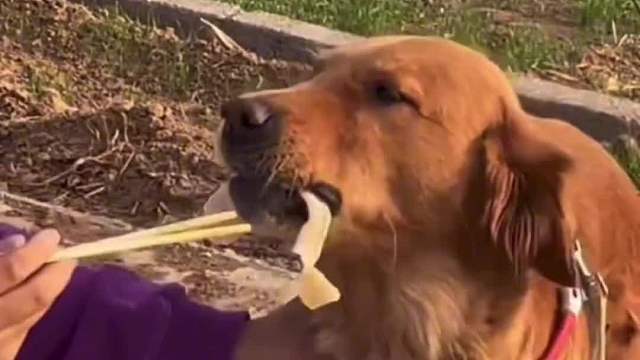 嘴上说不能偷，身体却很诚实。