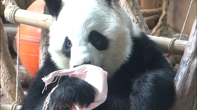 阿愿啊，那是奶妈留给你的粉袋子，不是你的洗脸巾