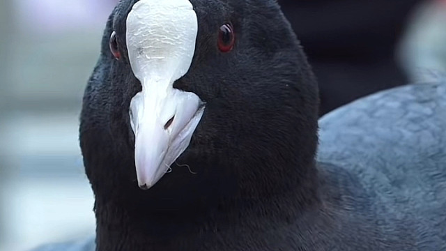 白骨顶：头顶一块“白骨”，水下我最辛苦！