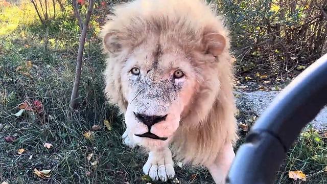 白狮兄弟：小红车由我来守护！