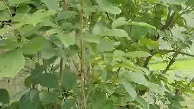 下网路上偶遇，这种东西是不是很值钱。