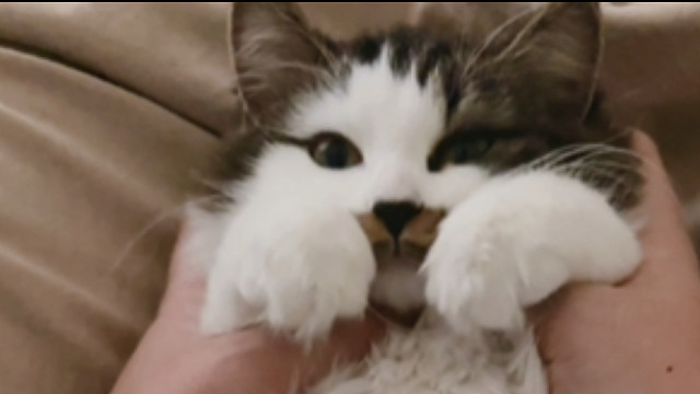 我的小猫叫奶糖，她真的好甜