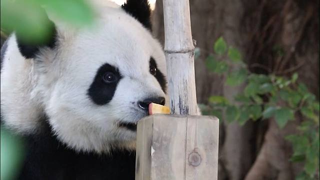 没有果果吃了的星语....cos一下自由女神像