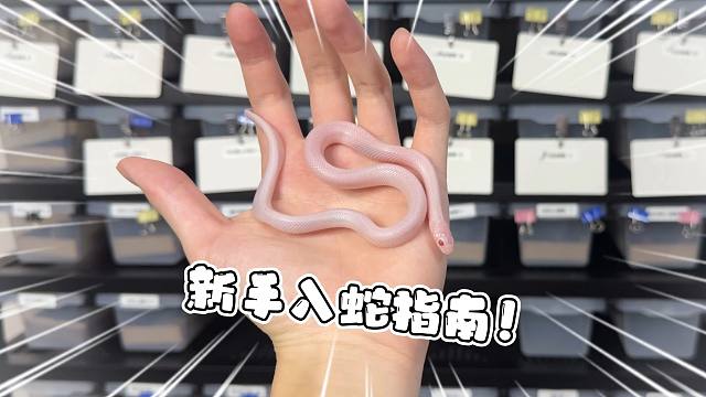 新手入坑宠物蛇指南！快来看看你适合什么小蛇