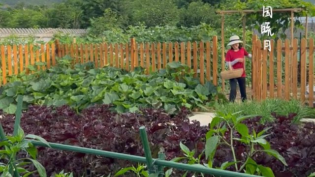 为啥喜欢种菜，只有亲身经历的人才会懂得