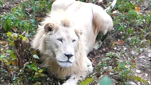 饲养员：一听这声,我就知道是那死出