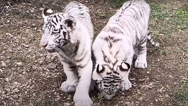 小白虎到了狗都嫌的年纪，太费人了！