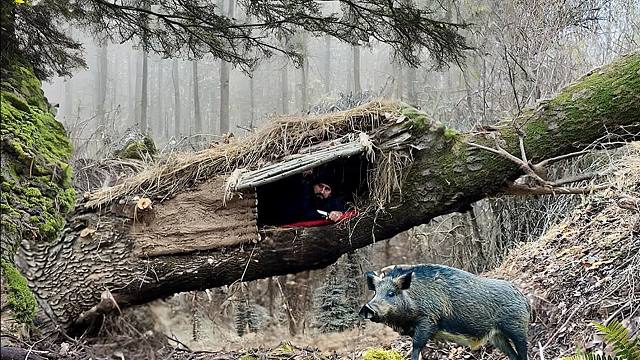 野猪来了！幸好我一时谨慎，在倒塌大树上建造出安全庇护所