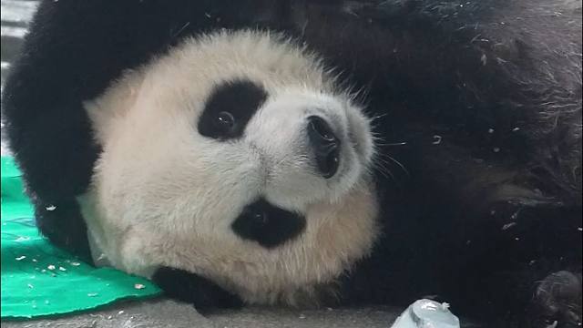 这碎冰机，好像不太聪明的样子~