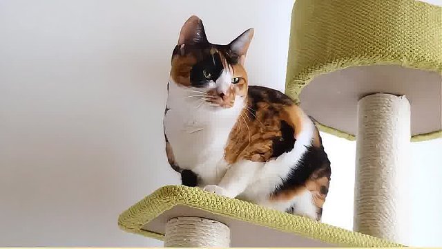 猫咪的奇妙生活：那些你从未注意过的日常细节