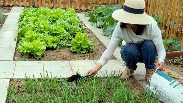 又到了施冬肥好时候，推荐大家试试这个羊粪有机肥